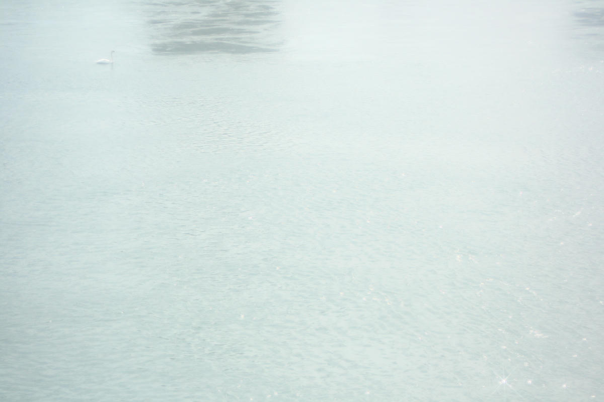 An off center swan on a river, shot with a lomo camera